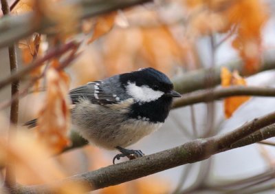 Zwarte mees / Coal tit