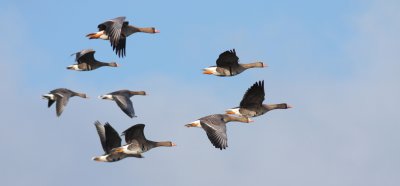 Kolgans / Greater white-fronted goose