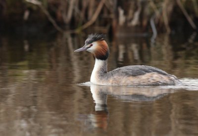 Fuut / Great crested grebe