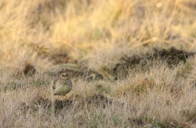 Veldleeuwerik / Skylark