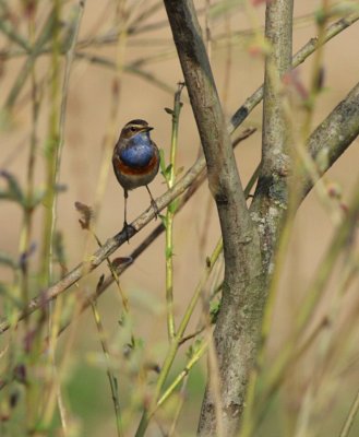 Blauwborst / Bluethroat