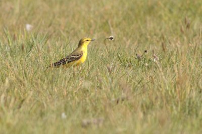 Engelse gele kwikstaart / Western yellow wagtail
