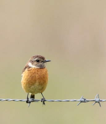 Roodborsttapuit / Stonechat