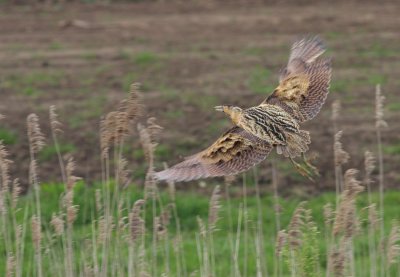 Roerdomp / Great bittern