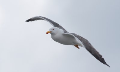 Kleine mantelmeeuw / Lesser black-backed gull