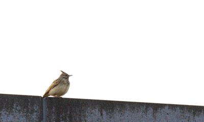 Kuifleeuwerik / Crested lark