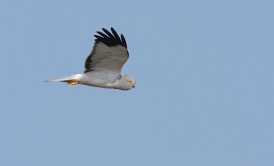 Blauwe kiekendief / Hen harrier