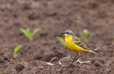 Gele kwikstaart / Yellow wagtail