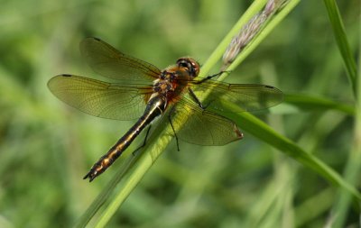 Smaragdlibel / Downy emerald