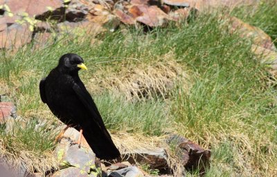 Alpenkauw / Alpine chough