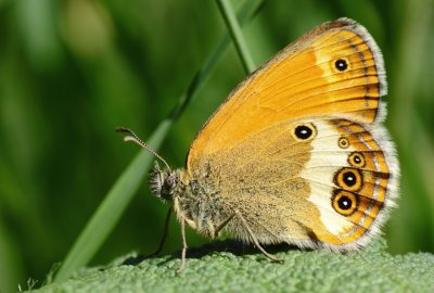 Tweekleurig hooibeestje / Pearly heath