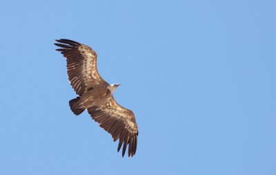 Vale gier / Griffon vulture
