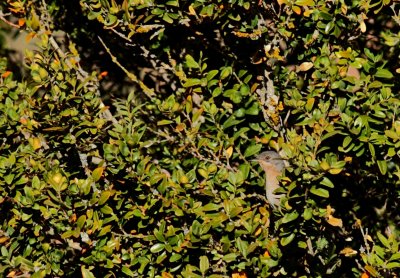 Baardgrasmus / Subalpine warbler