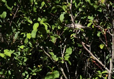 Westelijke orpheusgramus / Western orphean warbler