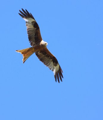 Rode wouw / Red kite
