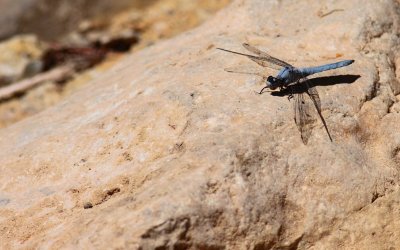 Zuidelijke oeverlibel / Southern skimmer