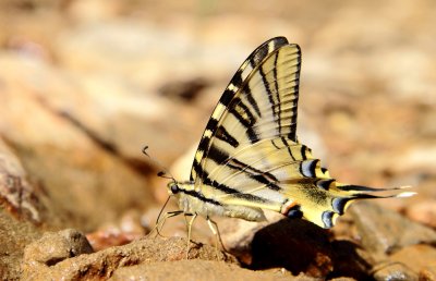 Spaanse koningspage / Southern swallowtail