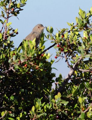 Provencaalse grasmus / Dartford warbler