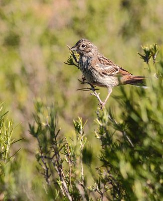 Grijze gors / Rock bunting