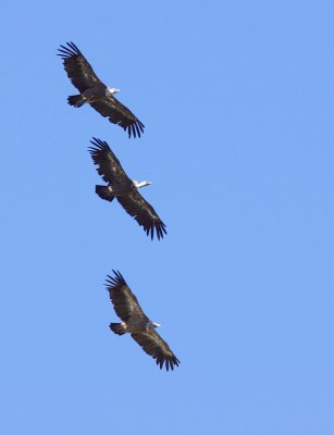 Vale gier / Griffon vulture