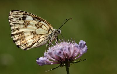 Dambordje / Marbled white