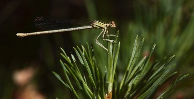 Witte breedscheenjuffer / White featherleg