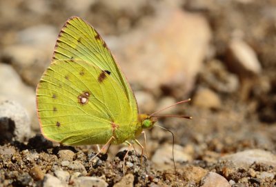 Zuidelijke luzernevlinder / Berger's clouded yellow