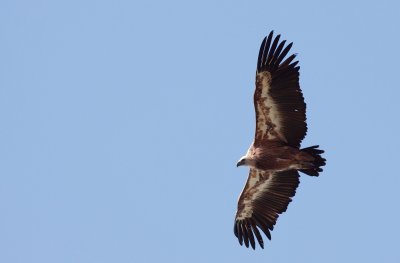 Vale gier / Griffon vulture