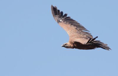 Vale gier / Griffon vulture