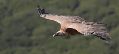 Vale gier / Griffon vulture