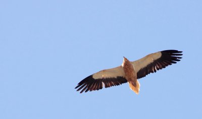 Aasgier / Egyptian vulture