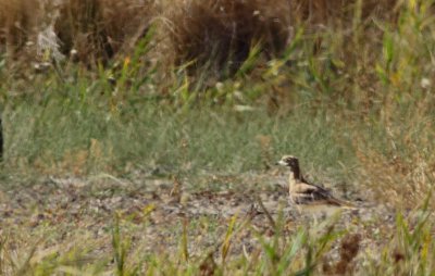 Griel / Stone curlew