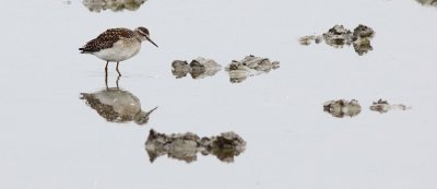 Bosruiter / Wood sandpiper