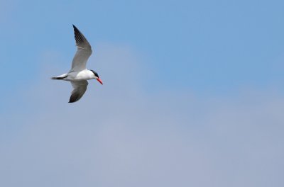 Reuzenstern / Caspian tern