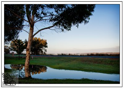 Weve-had-a-little-rain-and-now-a-beautiful-puddle-for-the-dogs-to-cool-off-in-after-their-game.