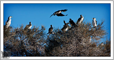 Early-Morning-Scramble-For-The-warmest-Position.