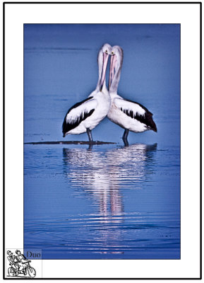 Pelican-Love.