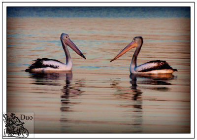 Pelicans-appear-as-darkness-slips-into-day.