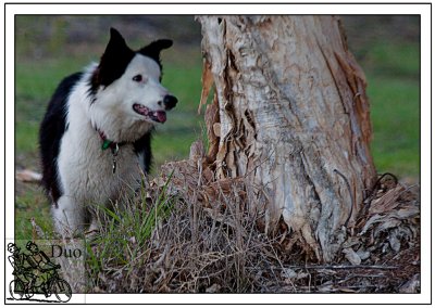 I'll-Hide-Behind-This-Tree-She-Will-Never-Find-Me-Here.