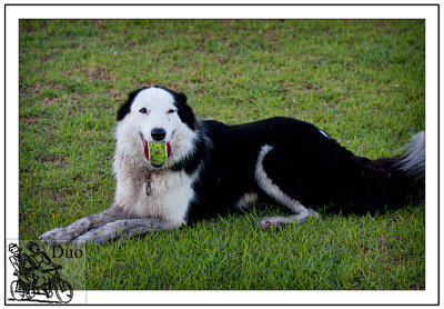 Now-Why-Is-Jilly-Smiling? Drop The Ball Jilly So We Can All Play Please Jilly Please Drop The Ball.