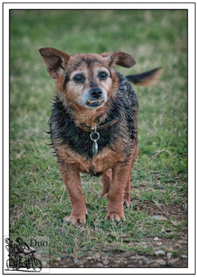 Zippy Might-Be-Old-But-Lives Up To Her Name and-Runs-Joyfully After A Good Rest.