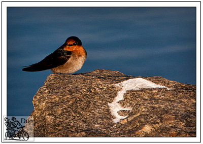 Little Swallow Kept Still Long Enough To Get A Shot.