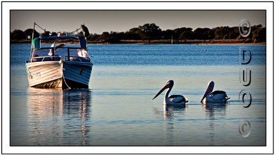 Pelicans-Perhaps-Seeking-A-Roost-For-The-Night.