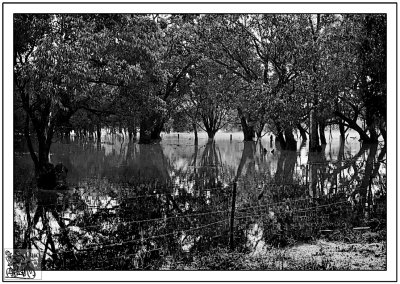 Flood-Creeping-Under-The-Trees.