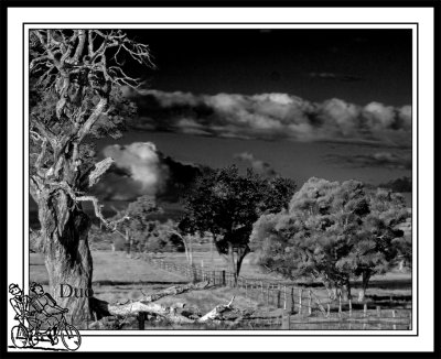 Alongside-The-Forrest-Highway-Westewrn-Australia.