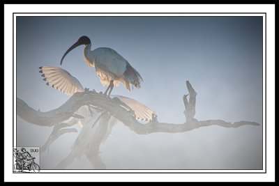 Three-Ibis-Toasting-In-The-First-Rays-Of-Sun-On-A-Chilly-Morning.