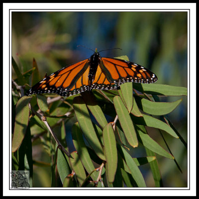 Monarch-Butterfly-Basking-In-The-Winters-Sun.
