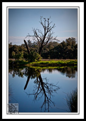 Ibis-Roosting-Tree-Reflected.