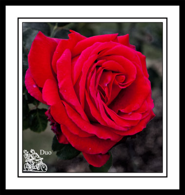 Roses-Are-Red-My-Love.