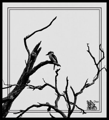 Kookaburro-Sits-In-The-Old-Gum-Tree.